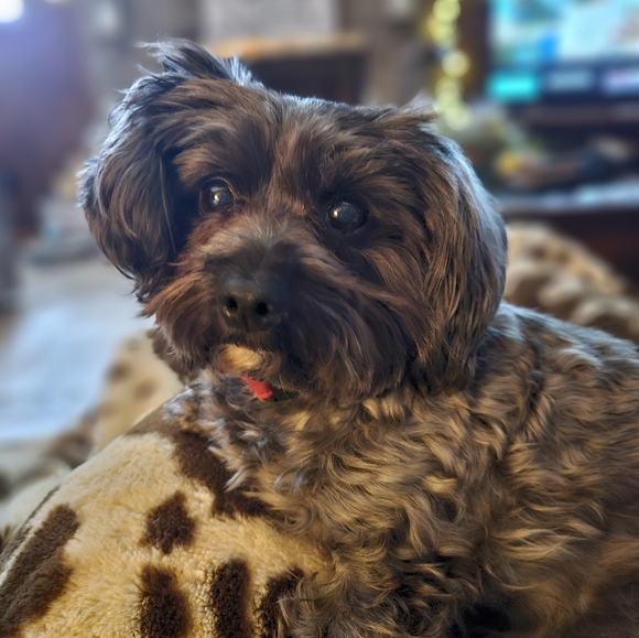 Meet your Posher, Tammy - Picture 3 of 3